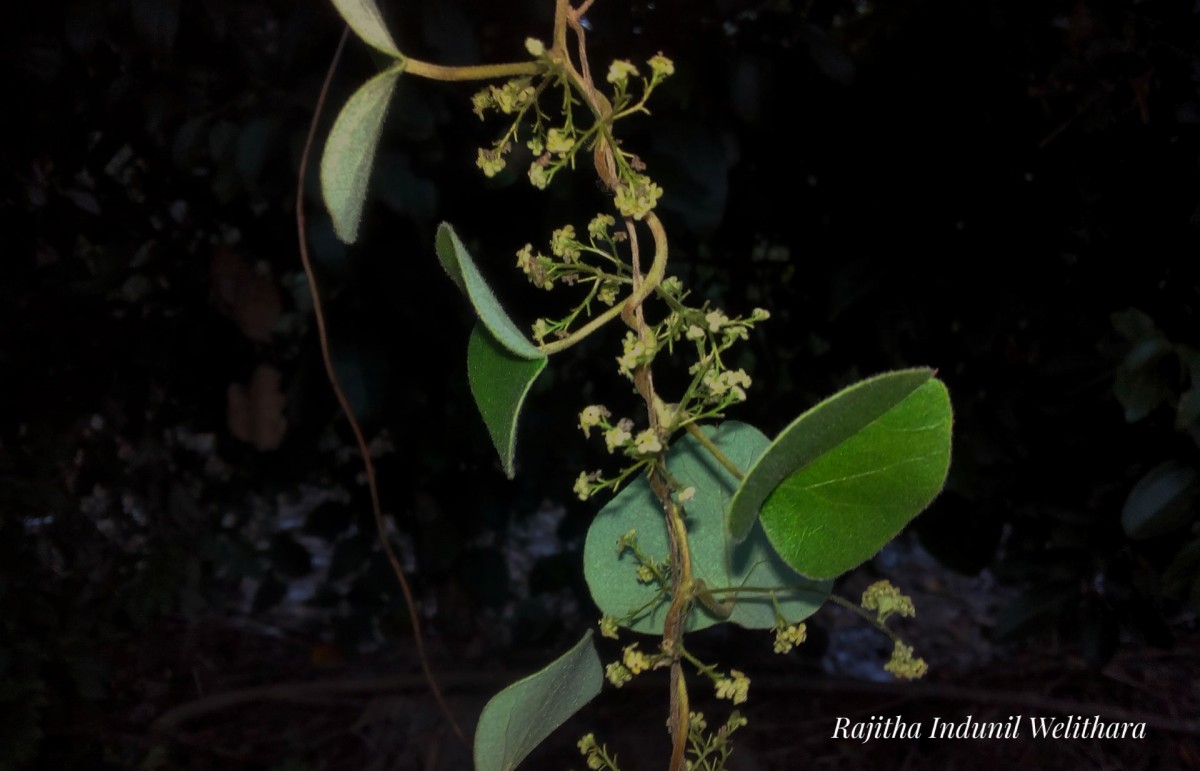 Cissampelos pareira L.